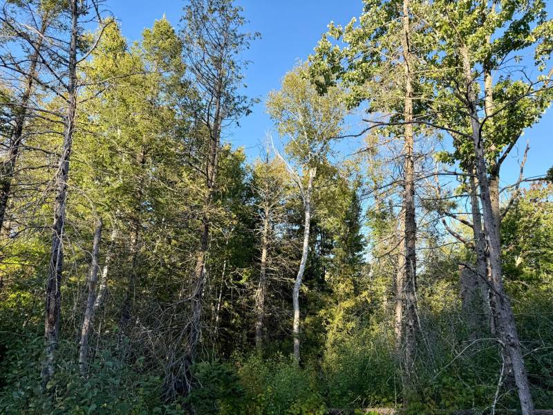60ac On Hwy 107, , Tomahawk,  WI 54487 USA