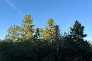 60ac On Hwy 107, , Tomahawk,  WI 54487 USA