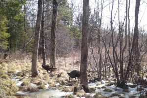 60ac On Hwy 107, , Tomahawk,  WI 54487 USA