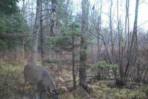 60ac On Hwy 107, , Tomahawk,  WI 54487 USA