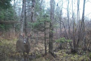 60ac On Hwy 107, , Tomahawk,  WI 54487 USA