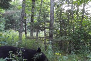 60ac On Hwy 107, , Tomahawk,  WI 54487 USA