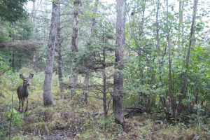 60ac On Hwy 107, , Tomahawk,  WI 54487 USA