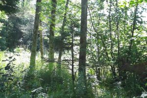 60ac On Hwy 107, , Tomahawk,  WI 54487 USA