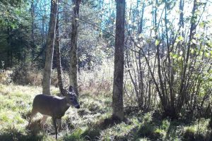 60ac On Hwy 107, , Tomahawk,  WI 54487 USA