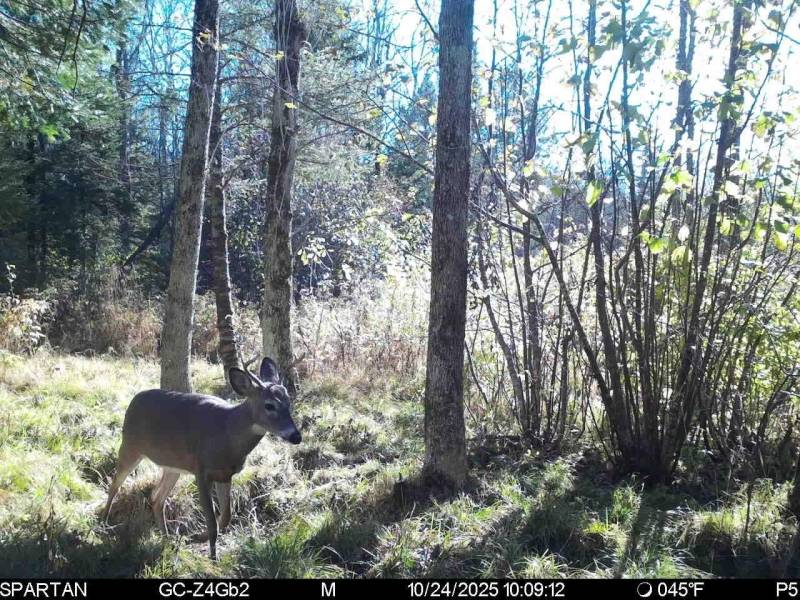 60ac On Hwy 107, , Tomahawk,  WI 54487 USA