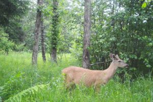60ac On Hwy 107, , Tomahawk,  WI 54487 USA