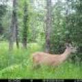 60ac On Hwy 107, , Tomahawk,  WI 54487 USA
