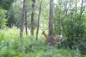 60ac On Hwy 107, , Tomahawk,  WI 54487 USA
