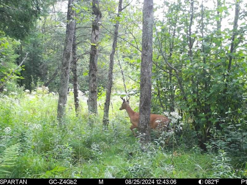 60ac On Hwy 107, , Tomahawk,  WI 54487 USA