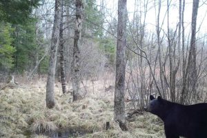 60ac On Hwy 107, , Tomahawk,  WI 54487 USA
