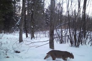 60ac On Hwy 107, , Tomahawk,  WI 54487 USA