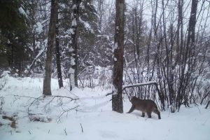 60ac On Hwy 107, , Tomahawk,  WI 54487 USA