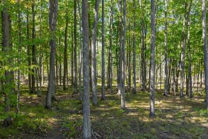 7201 Birch Dr, , Eagle River,  WI 54521 USA