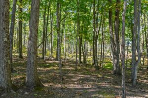 7201 Birch Dr, , Eagle River,  WI 54521 USA