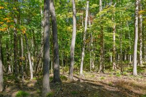 7201 Birch Dr, , Eagle River,  WI 54521 USA