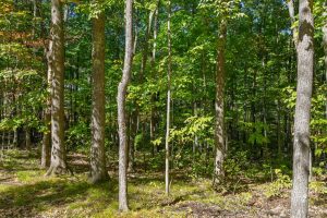 7201 Birch Dr, , Eagle River,  WI 54521 USA