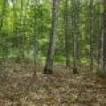 #13  Off Anton Trl, Phelps,  WI 54554 USA