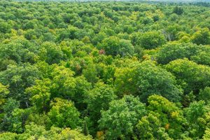 #13  Off Anton Trl, Phelps,  WI 54554 USA