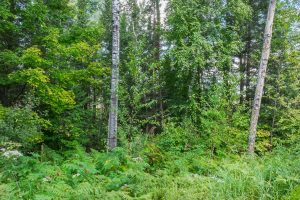 Off Coveyville Rd #1415, , Phelps,  WI 54554 USA
