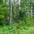 Off Coveyville Rd #1415, , Phelps,  WI 54554 USA
