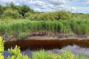 Off CTH M, , Merrill,  WI 54452 USA