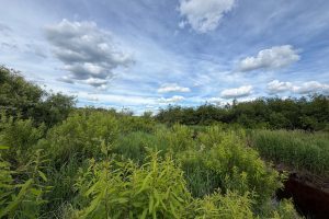 Off CTH M, , Merrill,  WI 54452 USA