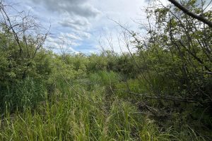 Off CTH M, , Merrill,  WI 54452 USA