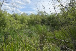 Off CTH M, , Merrill,  WI 54452 USA