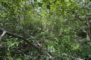 Off CTH M, , Merrill,  WI 54452 USA
