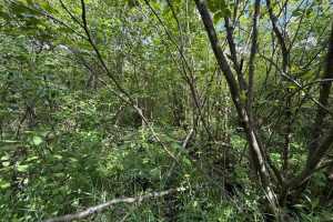 Off CTH M, , Merrill,  WI 54452 USA