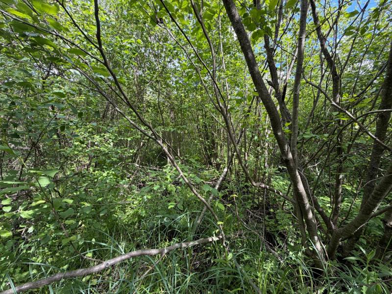 Off CTH M, , Merrill,  WI 54452 USA