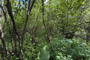 Off CTH M, , Merrill,  WI 54452 USA