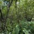 Off CTH M, , Merrill,  WI 54452 USA