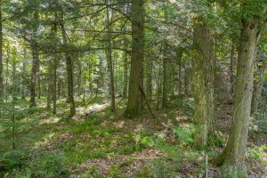 Off E Duck Lake Rd, , Land O Lakes,  WI 49969 USA