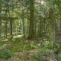 Off E Duck Lake Rd, , Land O Lakes,  WI 49969 USA