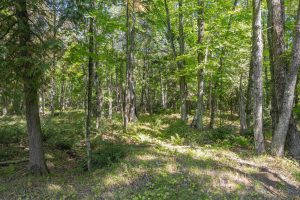 Off E Duck Lake Rd, , Land O Lakes,  WI 49969 USA