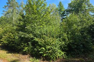 On Bow Ct, , Minocqua,  WI 54548 USA