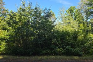 On Bow Ct, , Minocqua,  WI 54548 USA