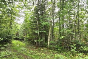 On Dam Rd, , Eagle River,  WI 54521 USA