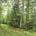 On Dam Rd, , Eagle River,  WI 54521 USA