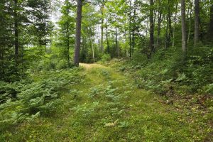 On Dam Rd, , Eagle River,  WI 54521 USA