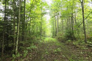 On Dam Rd, , Eagle River,  WI 54521 USA