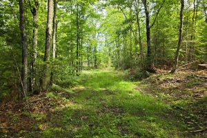 On Dam Rd, , Eagle River,  WI 54521 USA