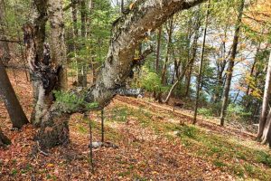 N16349 Sand Cove Pointe Rd, , Park Falls,  WI 54552 USA