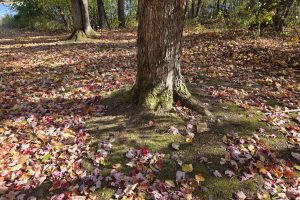 N6067 Gruening Ln, , Tomahawk,  WI 54487 USA